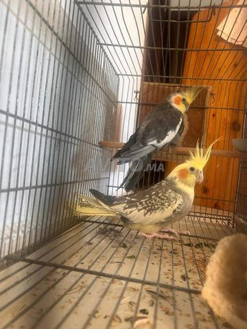 ✨ Cockatiels jolis et en bonne santé