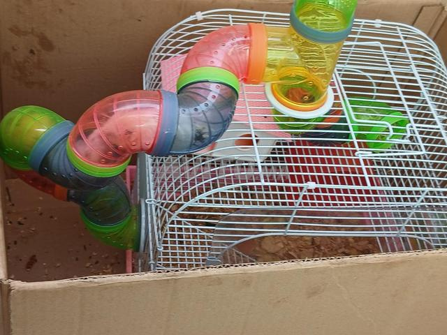 Hamster femelle + ses bébés - 2