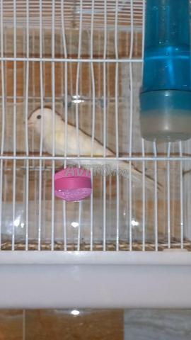 Canari mâle blanc chanteur - 2