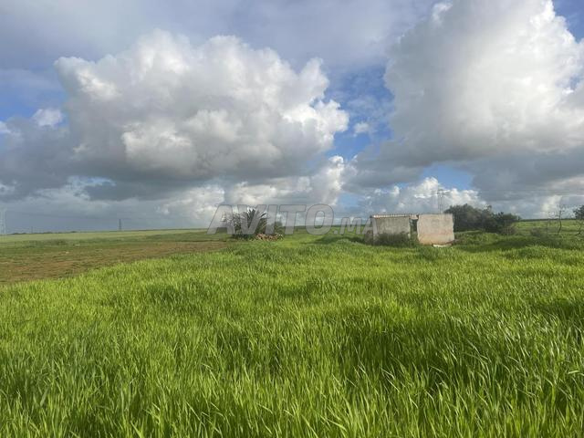أرض مسجلة ( دوار با حماد سيدي موسى المجدوب )