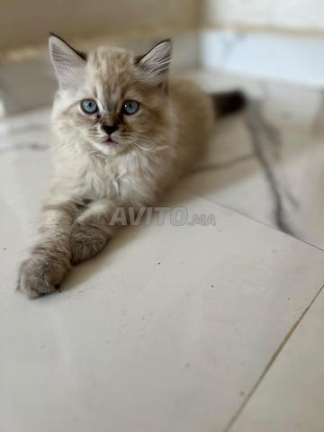Chaton himalayen de race pure
