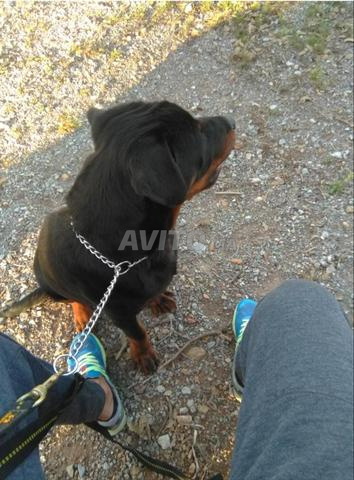 Dresseur de chiens - 2