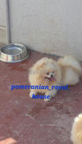 Spitz Pomeranian