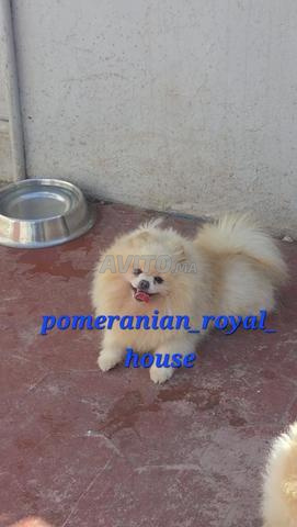 Spitz Pomeranian