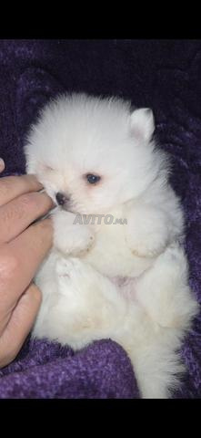 Spitz Pomeranian