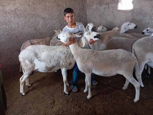 Mouton Sardi de qualité, plein de pis