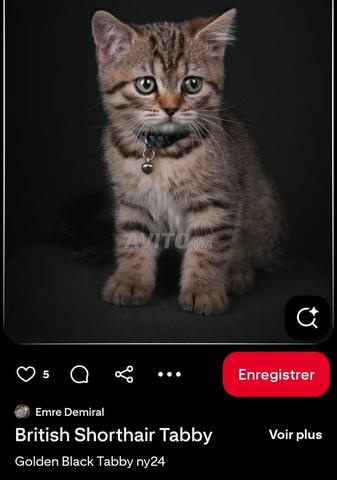 British Short hair tabby