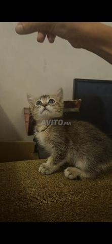 British Short hair tabby - 2