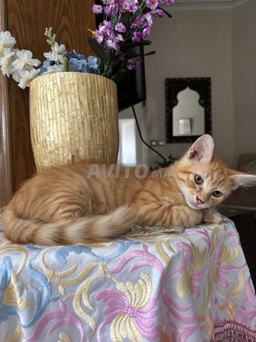 Magnifique chaton roux, très affectueux, à adopter - 2