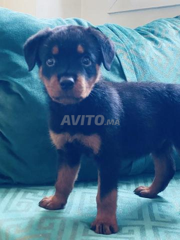 Rottweiler 🐶 - 2