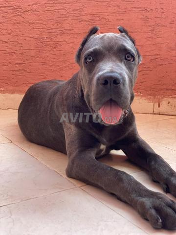 Cane Corso femelle - 2