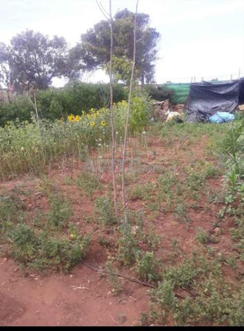 Terrain agricole 120m Sidi Rahal Plage - 2
