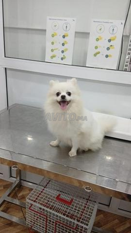 Chienne spitz à vendre