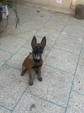 Femelle malinois 3 mois - 2
