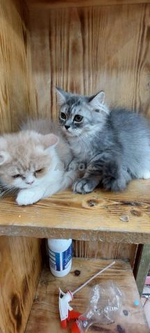 Chats Chinchilla - 2