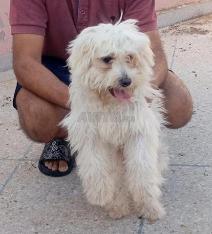 Bichon maltais vacciné - 2