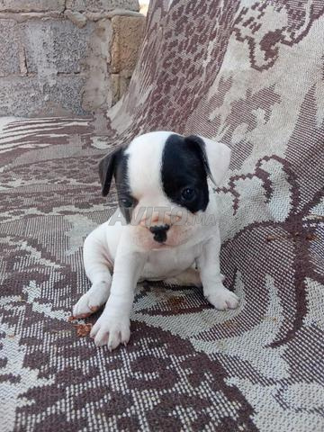 Bouledogue 1 mois - 2