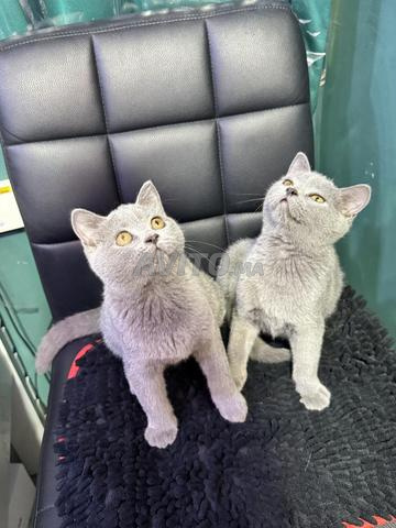 Magnifiques chatons British Shorthair Blue - 2