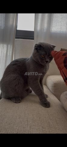 🐱 Magnifique Femelle Scottish Fold Blue à Vendre - 2