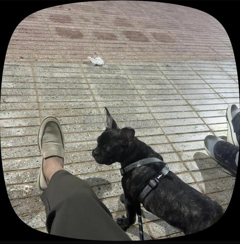 Bouledogue 4 mois - 2