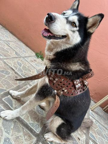 Femelle Husky - 2
