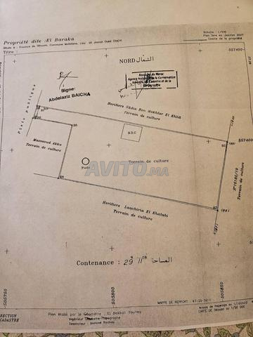 الملاليين