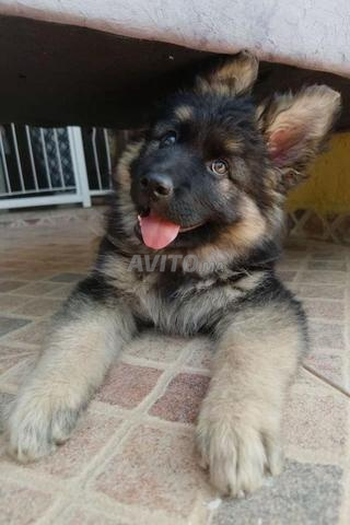 Berger allemand - 2