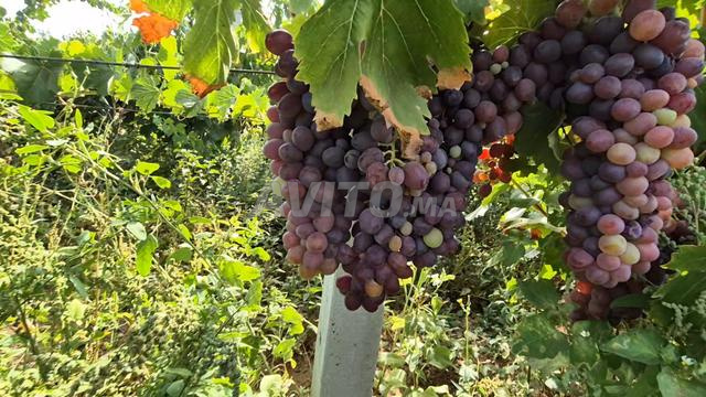مزرعة مجهزة بالعنب ولاد فرج - 2