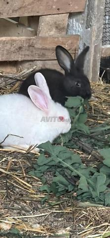 Lapins à vendre petits et grands et femelles gestantes - 2