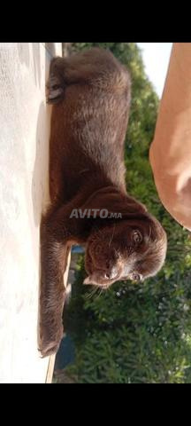 Chiot femelle labrador chocolat