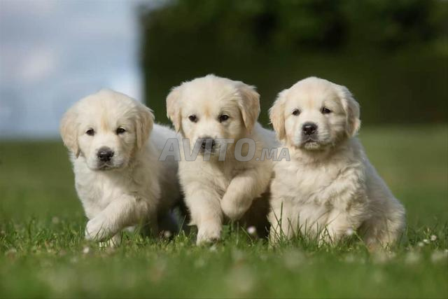 Chiot Golden Retriever