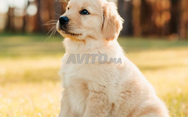 Chiot Golden Retriever
