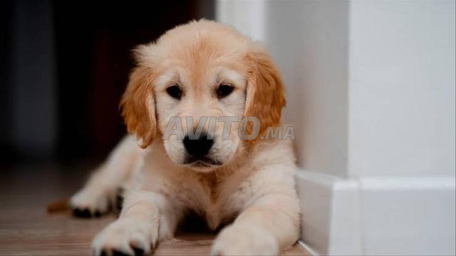 Chiot golden retriever