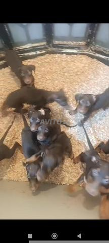 Dobermann - 2