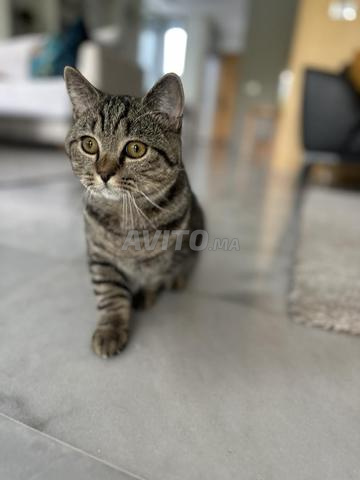Chat British Straight - 2