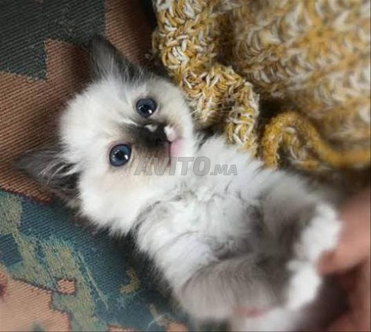 Bébé chaton siamois âgé 2 mois
