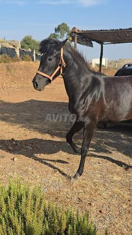 Vente jument arabe barbe – Shama (2 ans) - 2