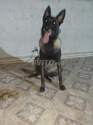 Femelle Malinois - 2
