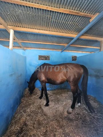 Cheval de sport à vendre - 2