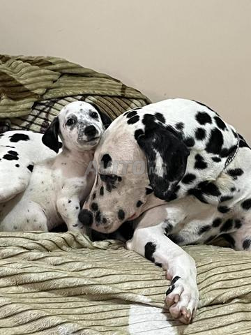 Dalmatien.. 101.. Adoption - 2