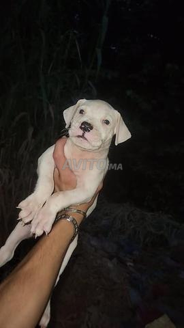 Petit chien argentin pure race âge 40 - 2