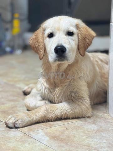 Golden Retriever femelle 3 mois et demi - 2