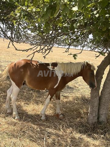 Cheval à vendre