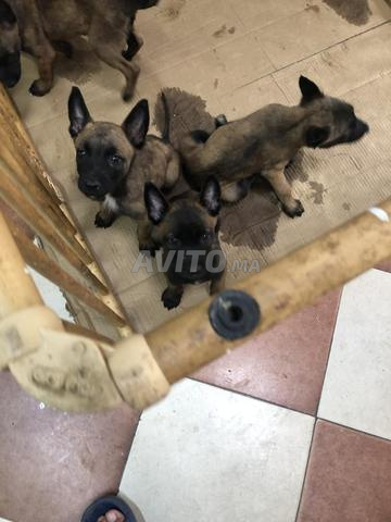 Malinois charbonné