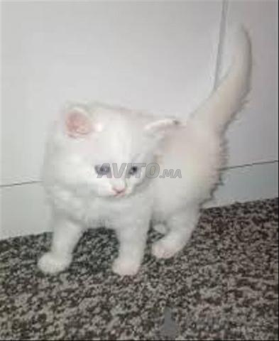 قط شيرازي أبيض جميل - 2