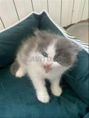 Chaton gris blanc roux - 2