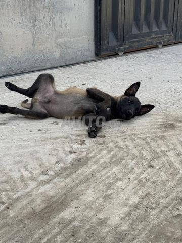 Chiots Malinois charbonnés pure race - 2