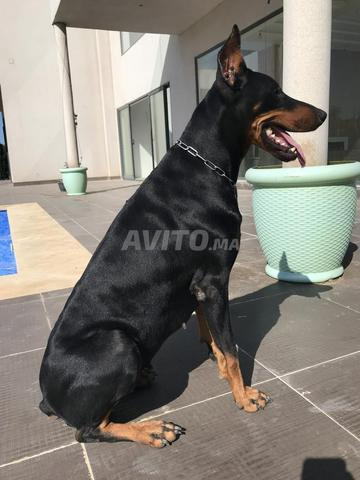 Femelle Doberman Pinscher Pure Race - 2