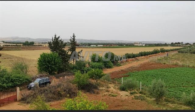 Terrain à vendre Ain Taguigt, titré 2 hectares 100 millions