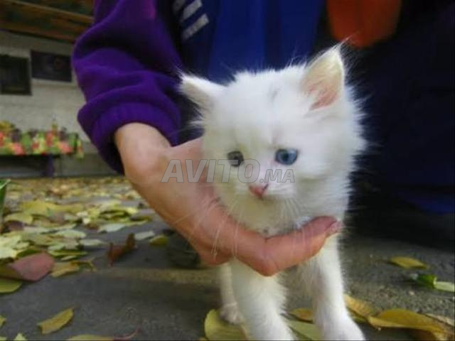Bébé chat angora poilu - 2